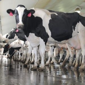 Detergenti ferme de animale
